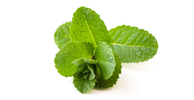 12 Mint Substitutes for Cooking, Desserts and Drinks