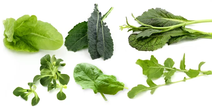 12 Substitutes for Watercress: Delicious Leafy Greens