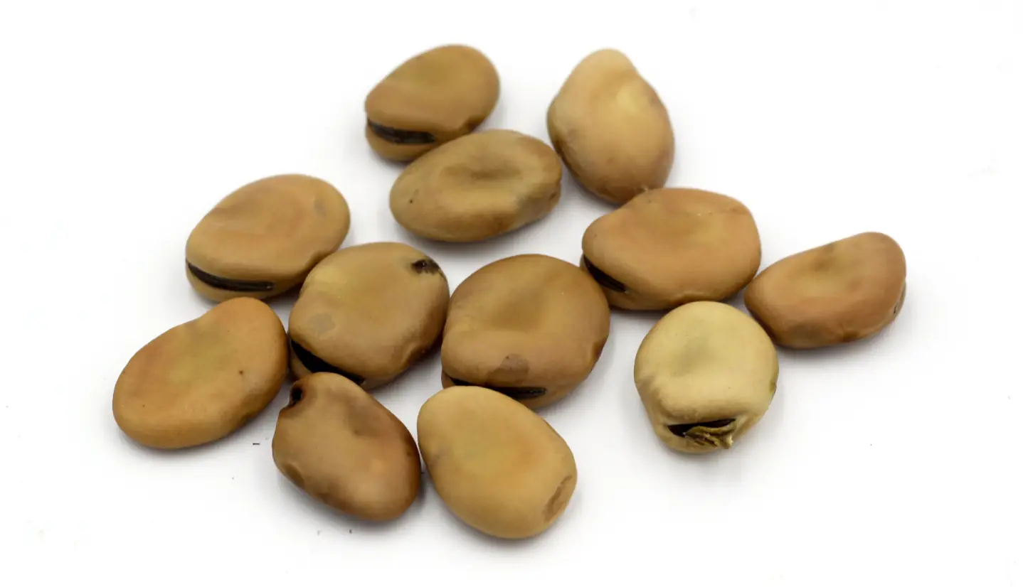 dry fava beans