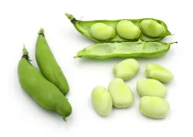 Fava Bean Substitute: 13 Picks for all Recipes