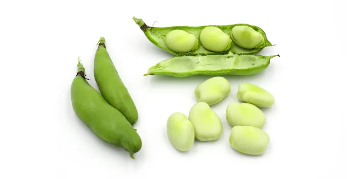 substitutes and alternatives to fava beans